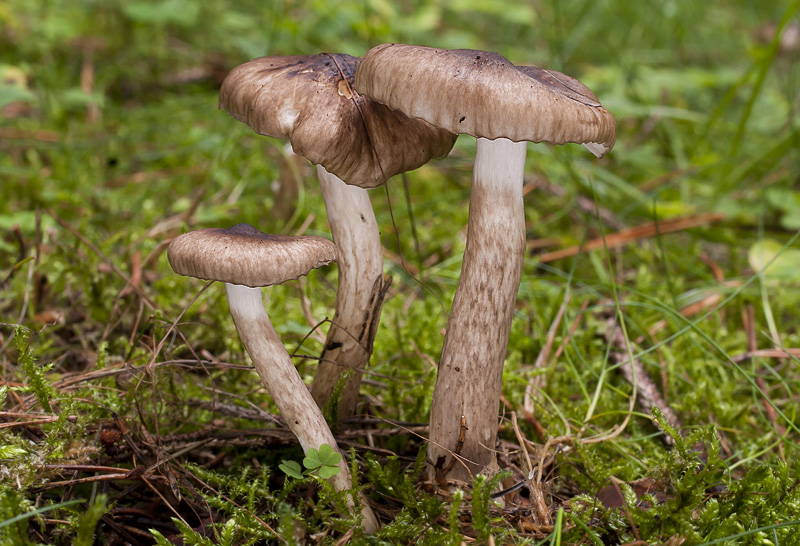 Hygrophorus olivaceoalbus